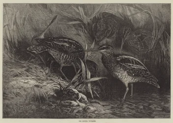 The Months, November